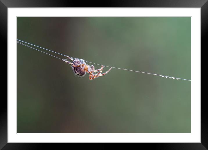 Spider  Framed Mounted Print by Jackie Davies