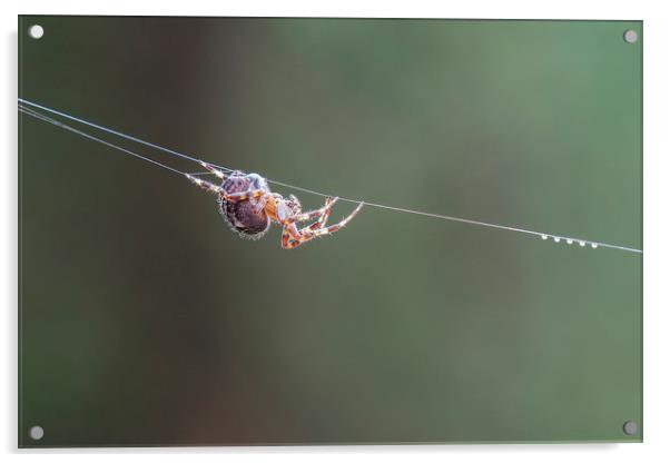 Spider  Acrylic by Jackie Davies