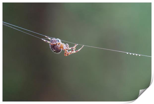 Spider  Print by Jackie Davies