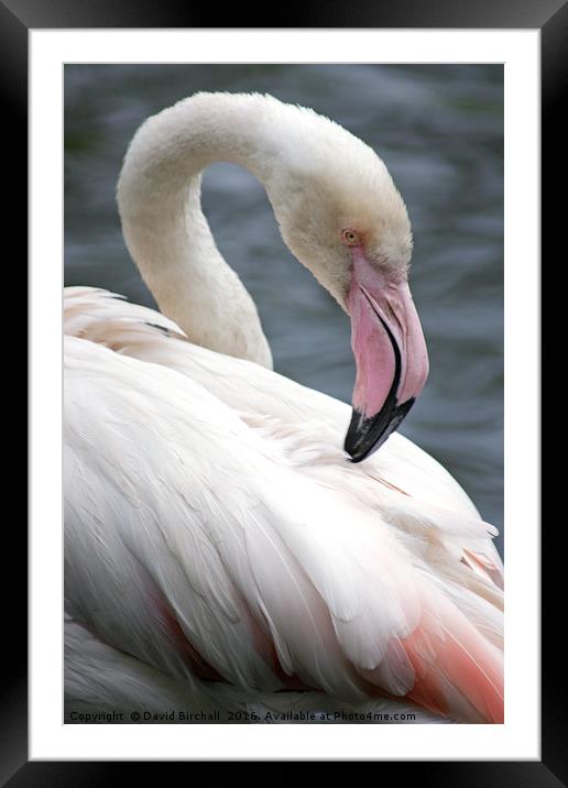 Pink Flamingo Profile Framed Mounted Print by David Birchall