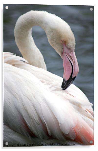 Pink Flamingo Profile Acrylic by David Birchall