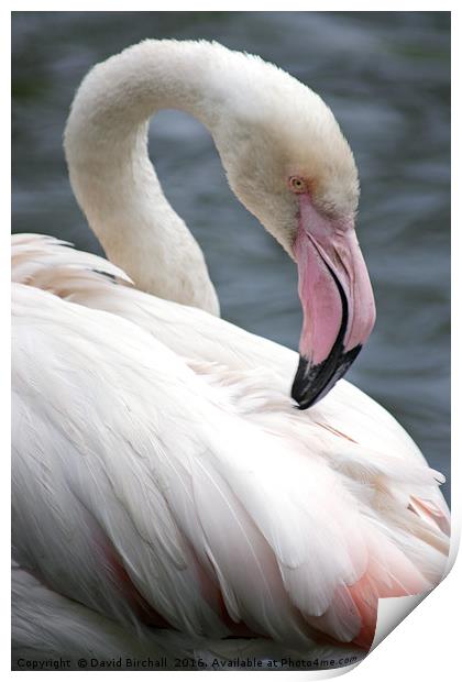 Pink Flamingo Profile Print by David Birchall