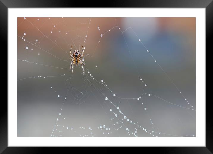 Spider on his Web Framed Mounted Print by Jackie Davies