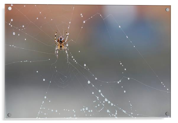 Spider on his Web Acrylic by Jackie Davies