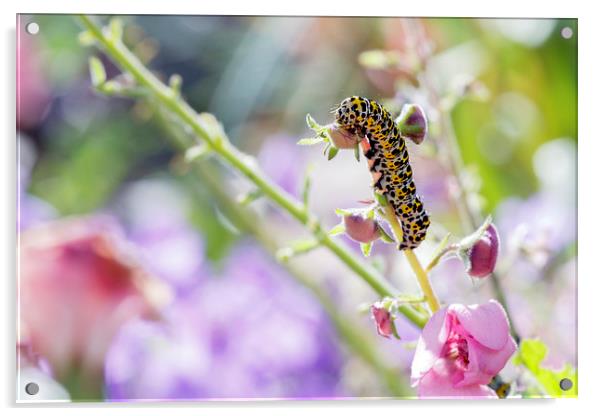 Caterpillar Acrylic by Jackie Davies