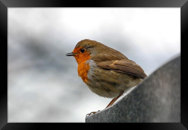 Robin Red Breast Framed Print by Jackie Davies