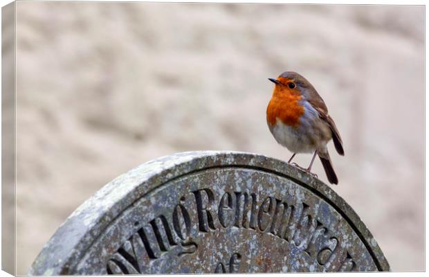 Robin Red Breast Canvas Print by Jackie Davies