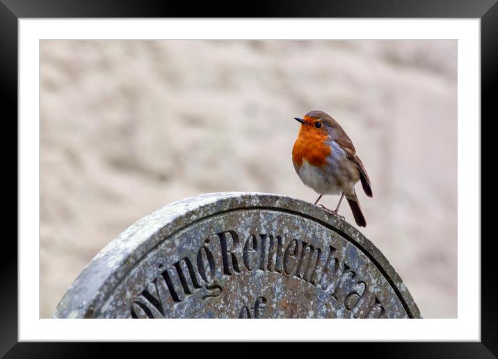 Robin Red Breast Framed Mounted Print by Jackie Davies