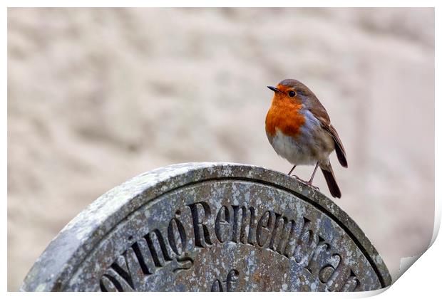Robin Red Breast Print by Jackie Davies