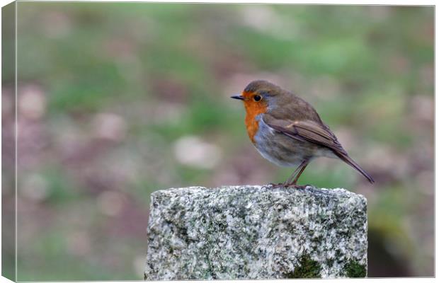 Robin Red Breast Canvas Print by Jackie Davies