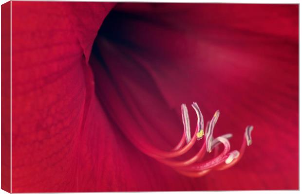 Red Amaryllis Canvas Print by Chris Harris