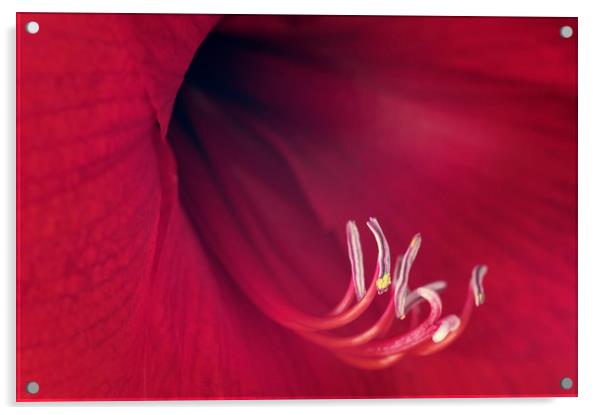 Red Amaryllis Acrylic by Chris Harris