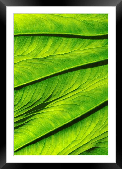 Colocasia Esculenta Framed Mounted Print by Chris Harris