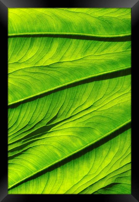Colocasia Esculenta Framed Print by Chris Harris