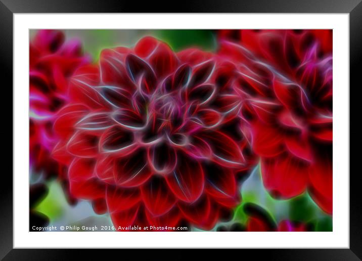 Blazing Red Dahlia Framed Mounted Print by Philip Gough