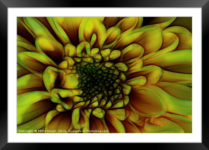 Dahlia In Yellow Framed Mounted Print by Philip Gough