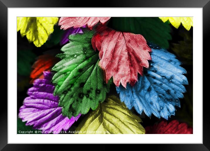 Coloured Leaves Framed Mounted Print by Philip Gough