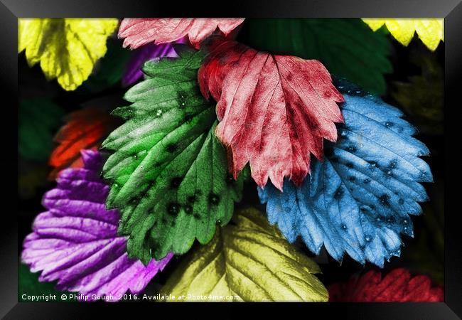 Coloured Leaves Framed Print by Philip Gough