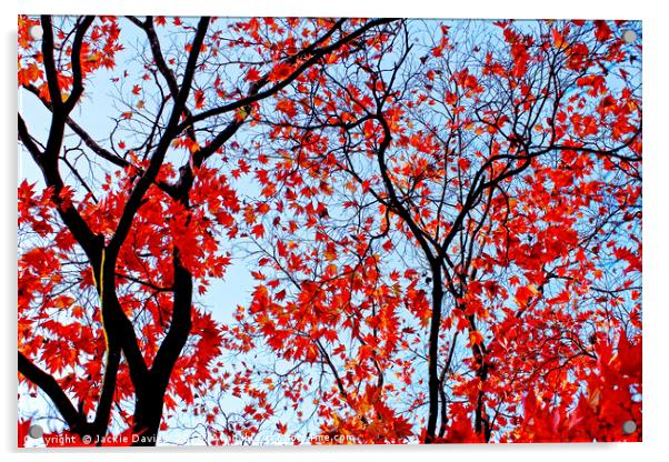 Autumn Trees Acrylic by Jackie Davies
