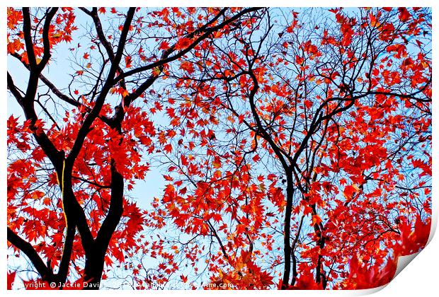 Autumn Trees Print by Jackie Davies