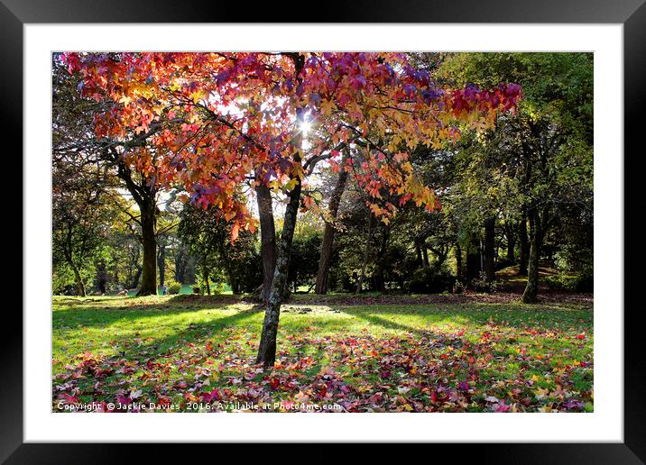 Autumn Woodland Framed Mounted Print by Jackie Davies