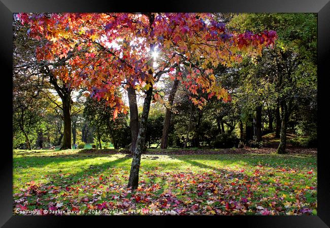 Autumn Woodland Framed Print by Jackie Davies