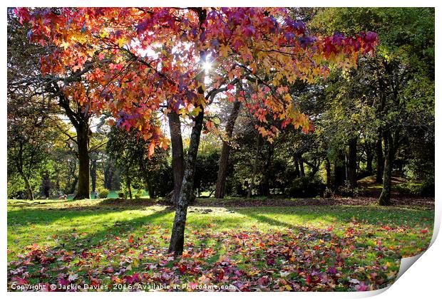 Autumn Woodland Print by Jackie Davies