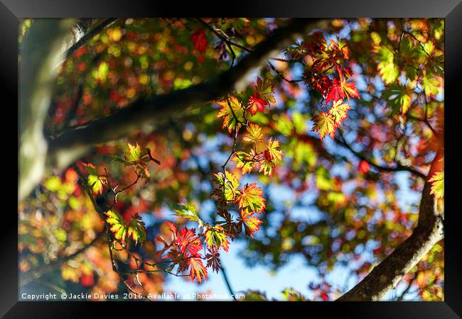 Autumn Trees Framed Print by Jackie Davies