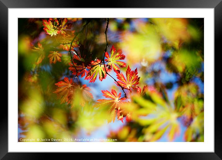 Autumn Leaves Framed Mounted Print by Jackie Davies