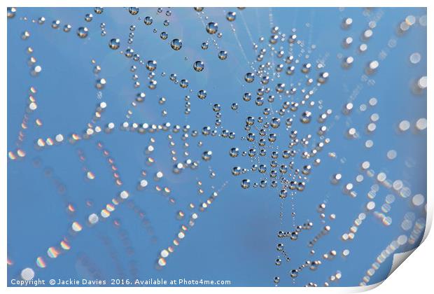 Spider Web Print by Jackie Davies