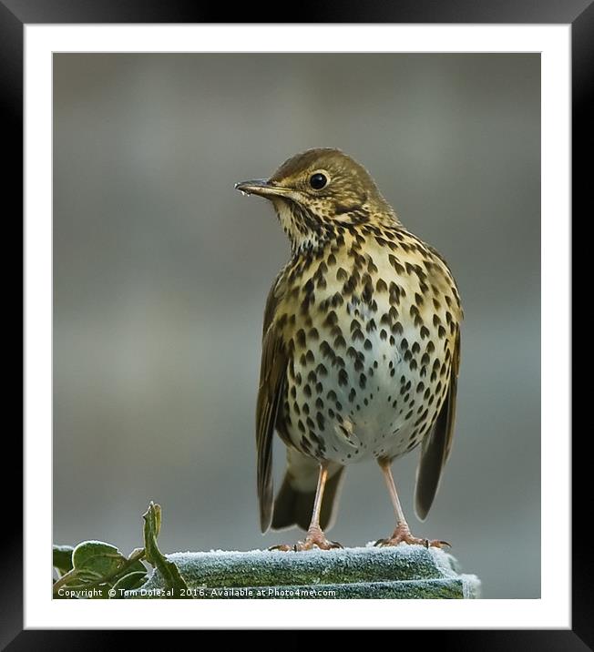 Frosty Song Thrush Framed Mounted Print by Tom Dolezal