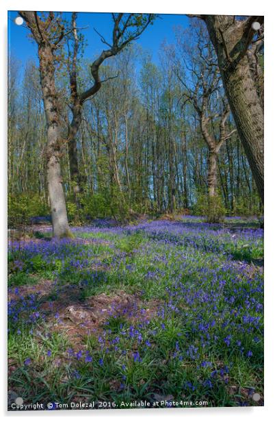 Dapple lit bluebell walk Acrylic by Tom Dolezal