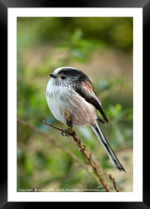 Long-Tailed Tit Framed Mounted Print by JUDI LION