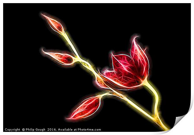 Electric Buds in Bloom Print by Philip Gough