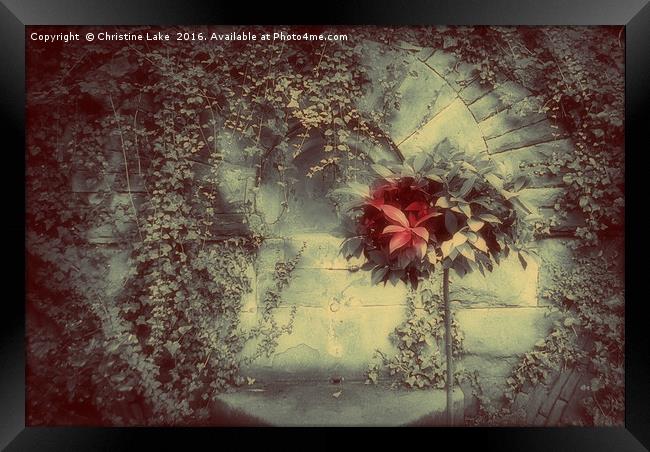 I Never Promised You A Rose Garden Framed Print by Christine Lake