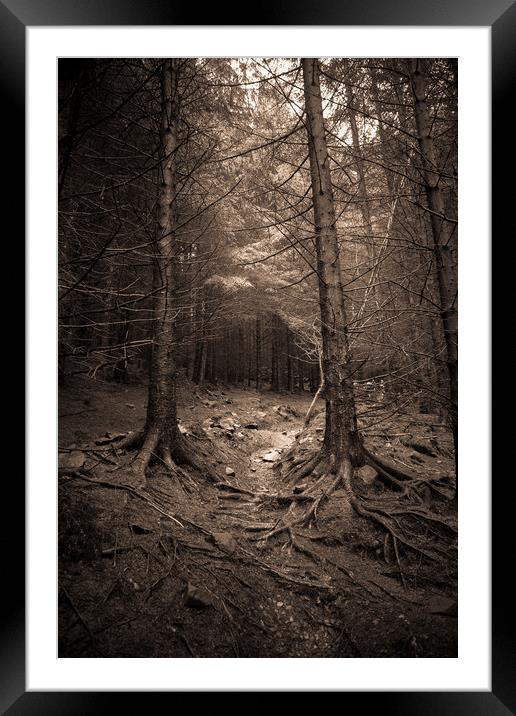 Deep in the forest Framed Mounted Print by Sean Wareing