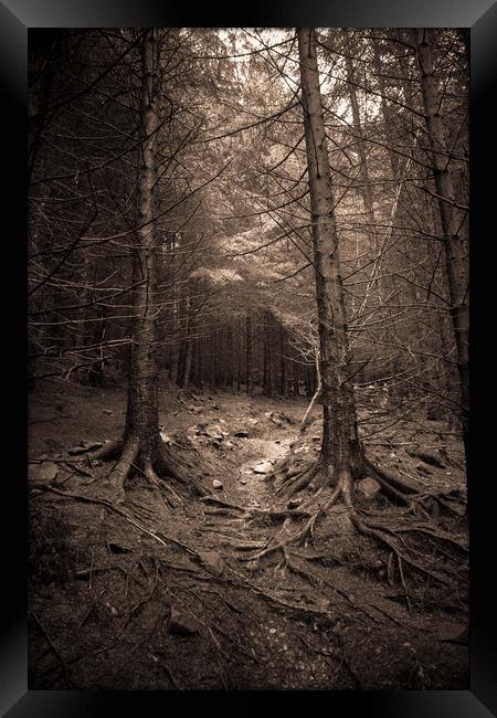 Deep in the forest Framed Print by Sean Wareing