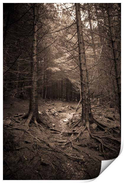 Deep in the forest Print by Sean Wareing