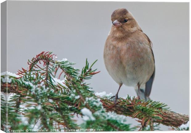 Chaffinch on snowy branch. Canvas Print by Tom Dolezal