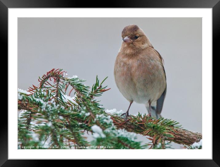 Chaffinch on snowy branch. Framed Mounted Print by Tom Dolezal