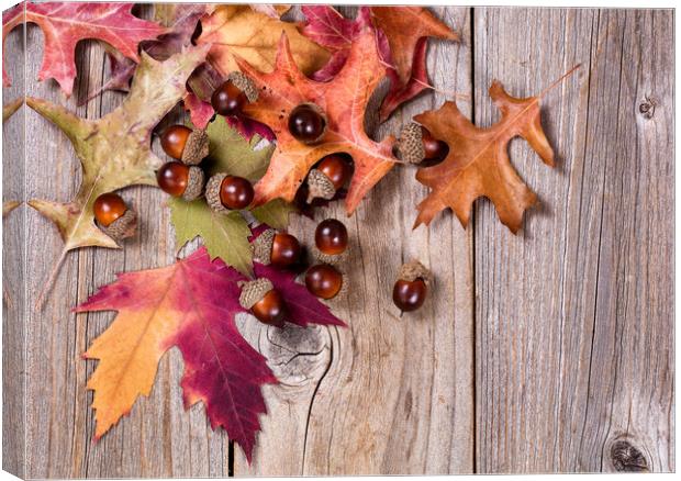 Autumn leaf and acorn decorations on rustic wooden Canvas Print by Thomas Baker