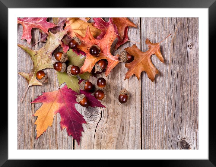 Autumn leaf and acorn decorations on rustic wooden Framed Mounted Print by Thomas Baker