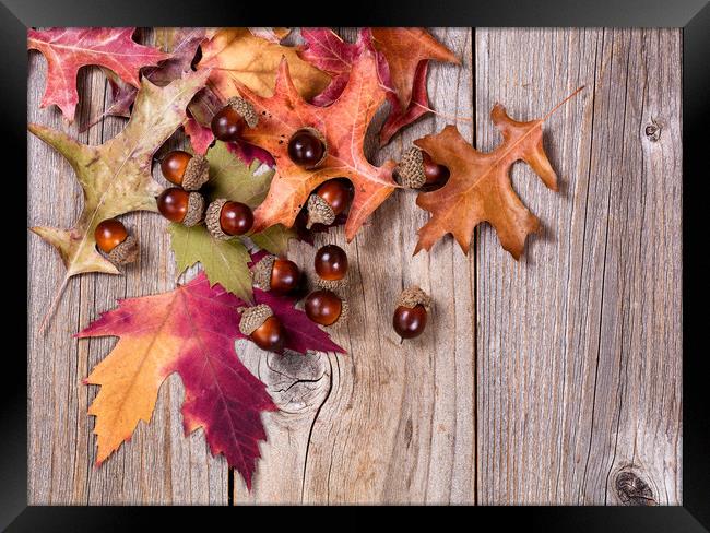 Autumn leaf and acorn decorations on rustic wooden Framed Print by Thomas Baker