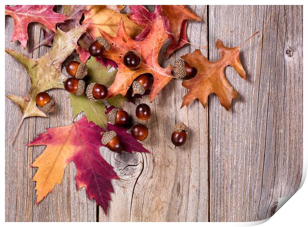 Autumn leaf and acorn decorations on rustic wooden Print by Thomas Baker