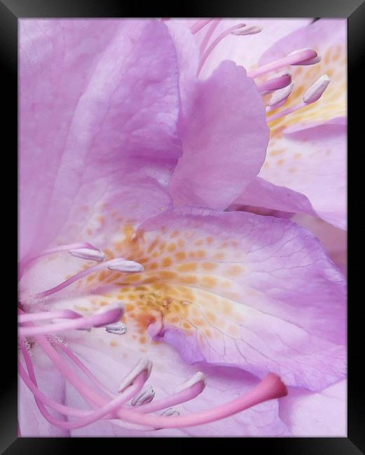 Rhododendron rising Framed Print by Heather Newton