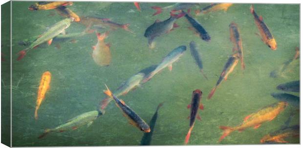 vintage fish Canvas Print by Heather Newton