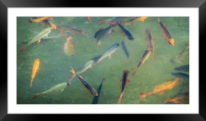 vintage fish Framed Mounted Print by Heather Newton