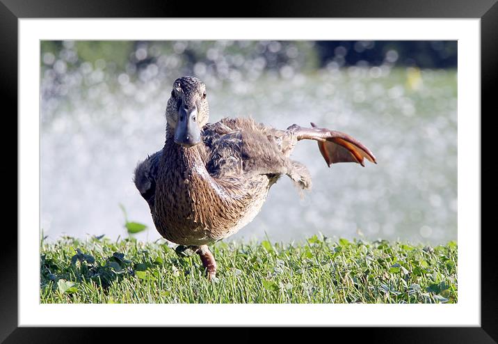 Shake a Leg Framed Mounted Print by les tobin