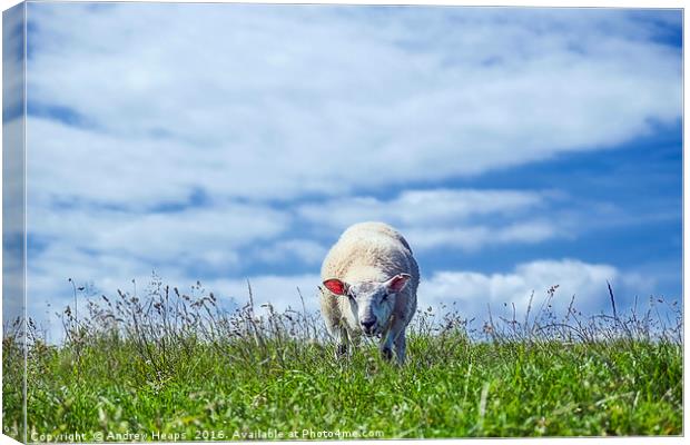 Sheep May Graze Canvas Print by Andrew Heaps