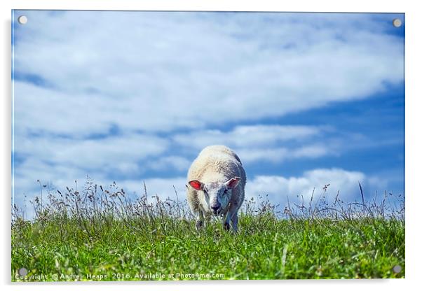Sheep May Graze Acrylic by Andrew Heaps